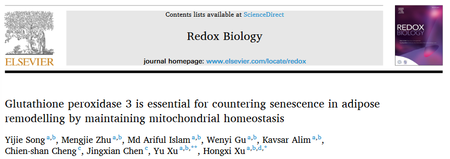 beat365官网首席教授徐宏喜团队研究揭示谷胱甘肽过氧化物酶3参与脂肪组织重塑过程的作用机制